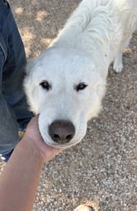 Buddy - Photo 2