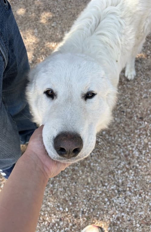 BUDDY - Great Pyrenees available for adoption
