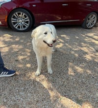 Buddy - Photo 3
