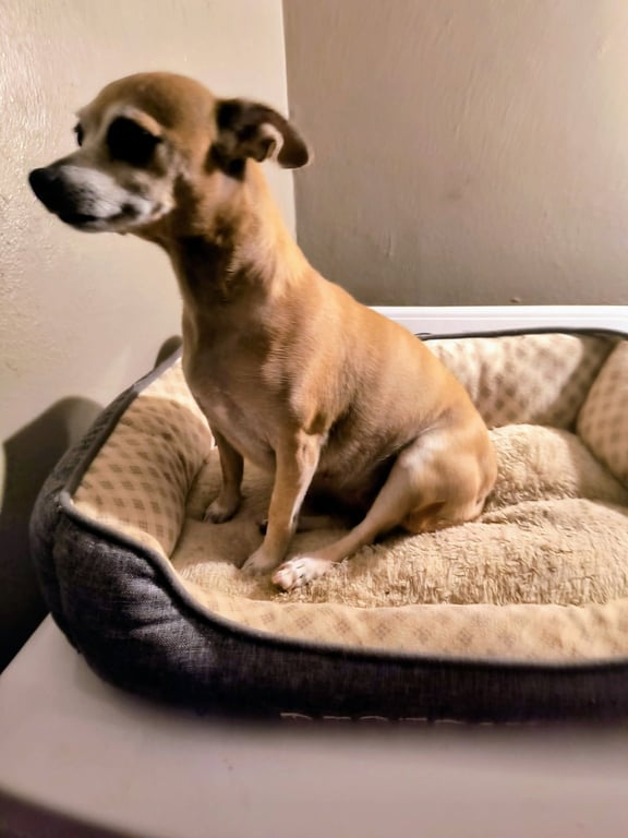 Mama Coco - ADOPTION IN PROCESS Image