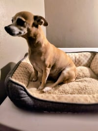 Mama Coco - ADOPTION IN PROCESS - Photo 1