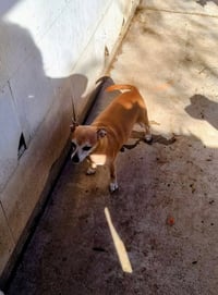 Mama Coco - ADOPTION IN PROCESS - Photo 3