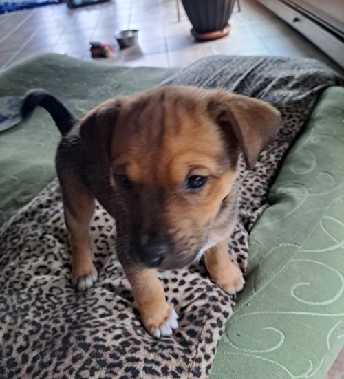 MANGO - Chihuahua available for adoption