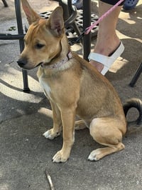Mango - ADOPTION IN PROCESS - Photo 1
