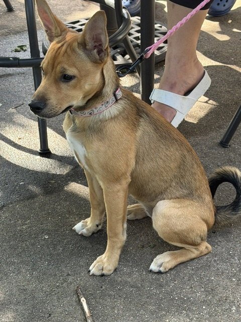 MANGO - ADOPTION IN PROCESS - Chihuahua available for adoption