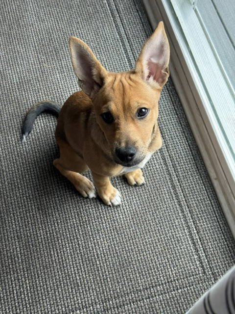 MANGO - ADOPTION IN PROCESS - Chihuahua available for adoption