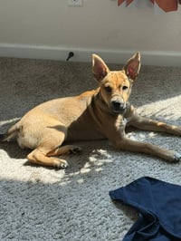 Mango - ADOPTION IN PROCESS - Photo 3