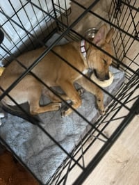 Mango - ADOPTION IN PROCESS - Photo 4