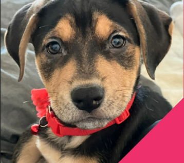 MARLEIGH MAE - ADOPTION IN PROCESS - Labrador Retriever / Terrier available for adoption