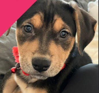 MARLEIGH MAE - ADOPTION IN PROCESS - Labrador Retriever / Terrier available for adoption