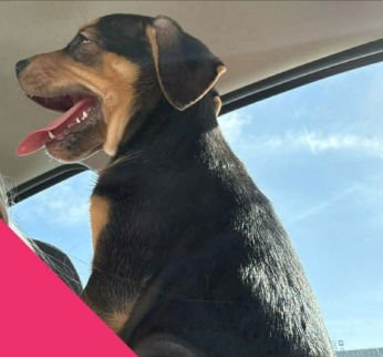 Marleigh Mae - ADOPTION IN PROCESS - Photo 3