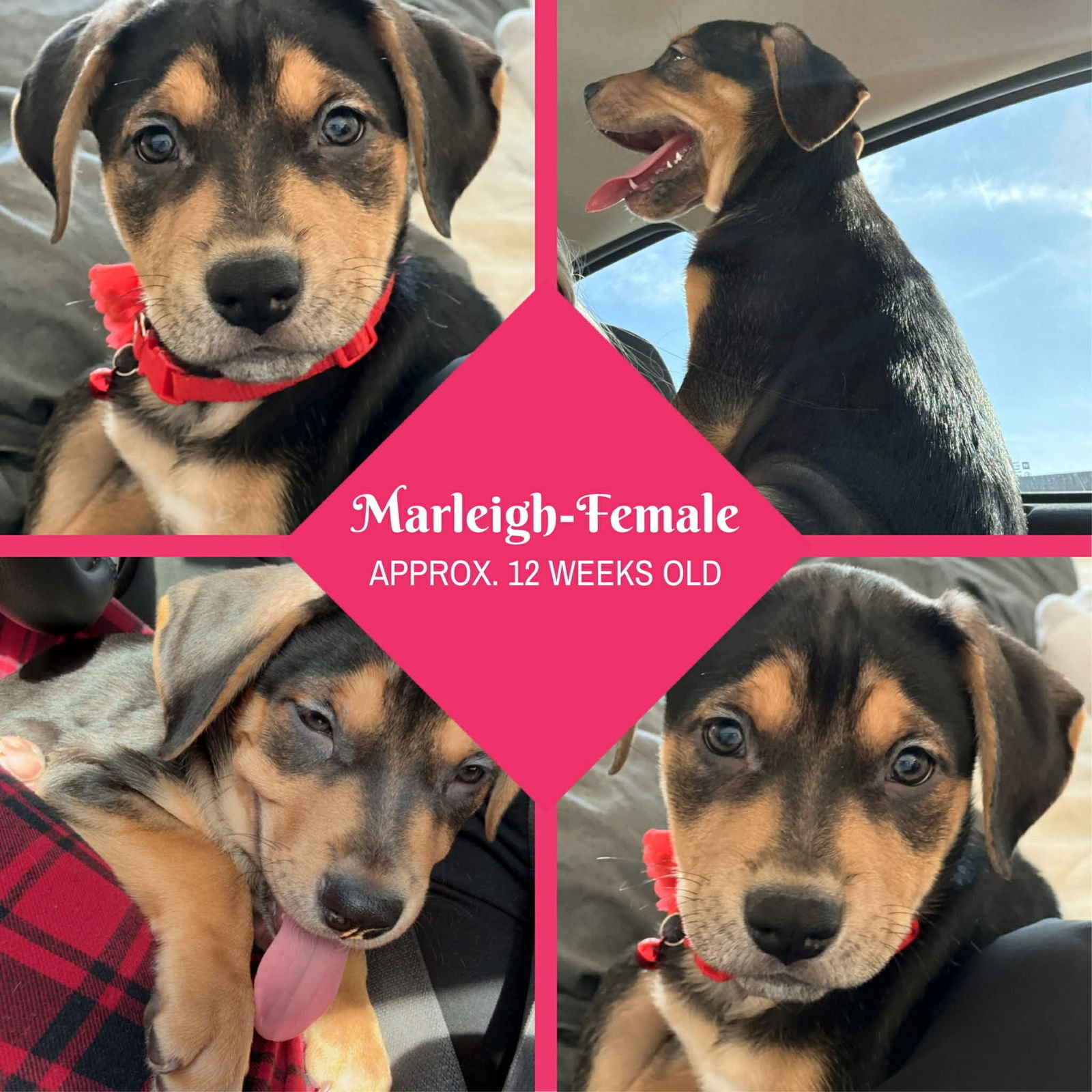 Marleigh Mae - ADOPTION IN PROCESS - Photo 4