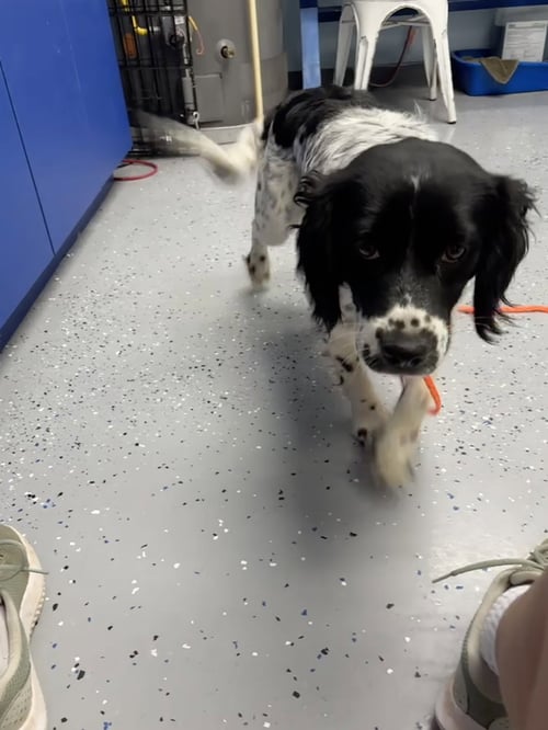 PRESCOTT - ADOPTION IN PROCESS - Spaniel available for adoption