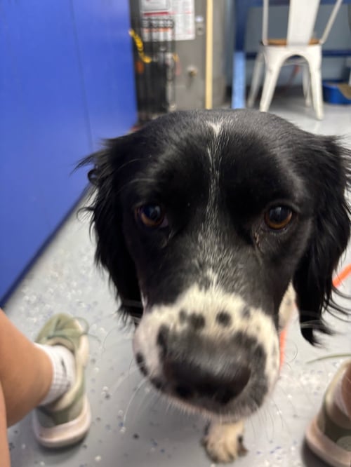 PRESCOTT - ADOPTION IN PROCESS - Spaniel available for adoption