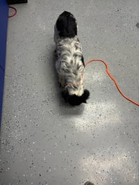 Prescott - ADOPTION IN PROCESS - Photo 3