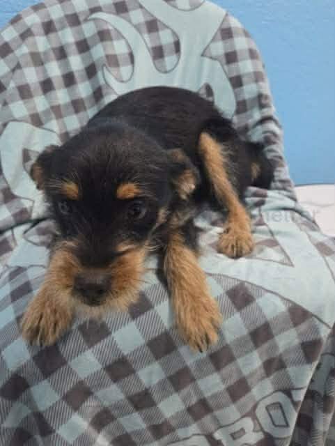 FOSTER ME - SABRINA - Yorkshire Terrier Yorkie / Chihuahua for adoption in Milwaukee