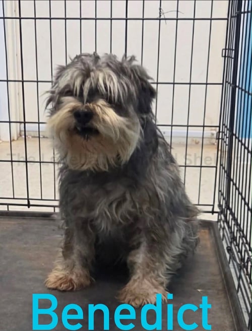 FOSTER ME - BENEDICT - Miniature Schnauzer for adoption in Milwaukee