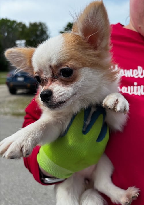 GIGI - ADOPTION PENDING - Chihuahua / Pomeranian available for adoption