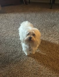 Sadie - Photo 1