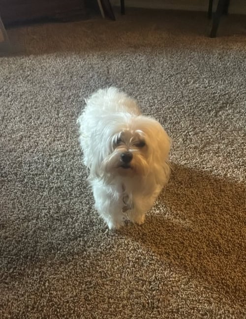 SADIE - Maltese available for adoption