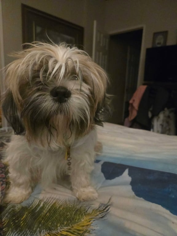 Gracie - ADOPTION IN PROCESS Image