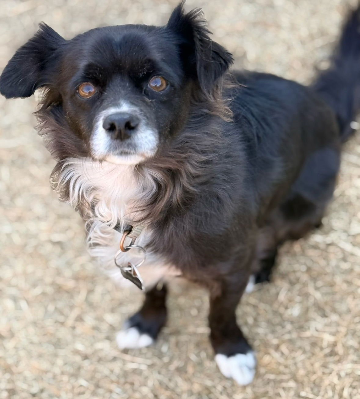 REMI - Chihuahua available for adoption