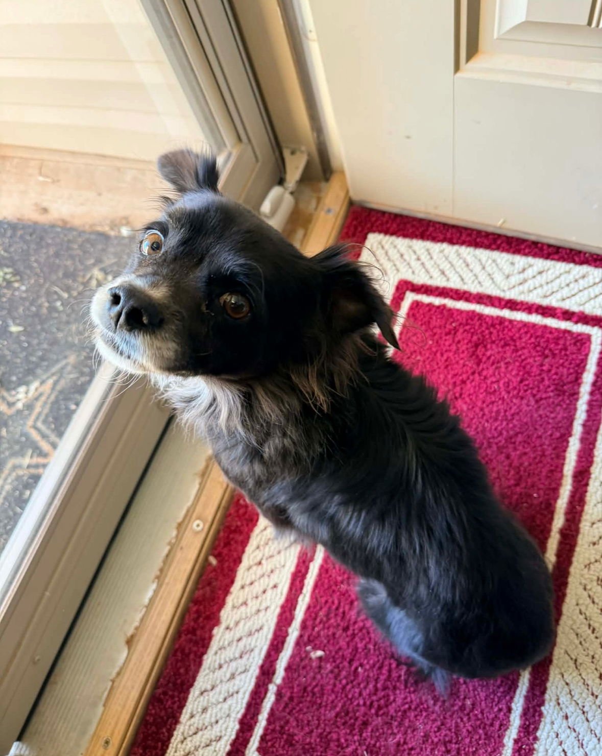 REMI - Chihuahua available for adoption