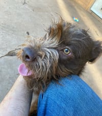 Hazel - ADOPTION IN PROCESS - Photo 3