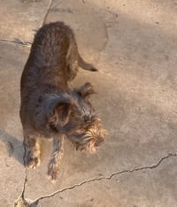 Hazel - ADOPTION IN PROCESS - Photo 4