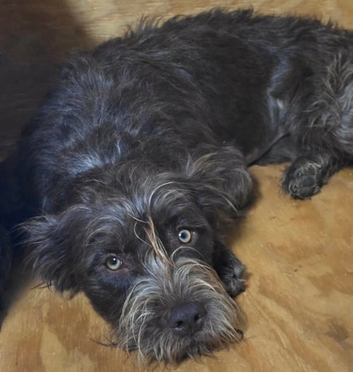 HAZEL - ADOPTION IN PROCESS - Poodle (Standard) / Schnauzer available for adoption