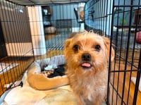 Maple - ADOPTION IN PROCESS - Photo 2