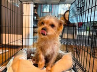 Maple - ADOPTION IN PROCESS - Photo 4