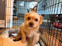 Maple - ADOPTION IN PROCESS - Photo 3