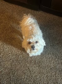 FOSTER ME - Rocky - Photo 1