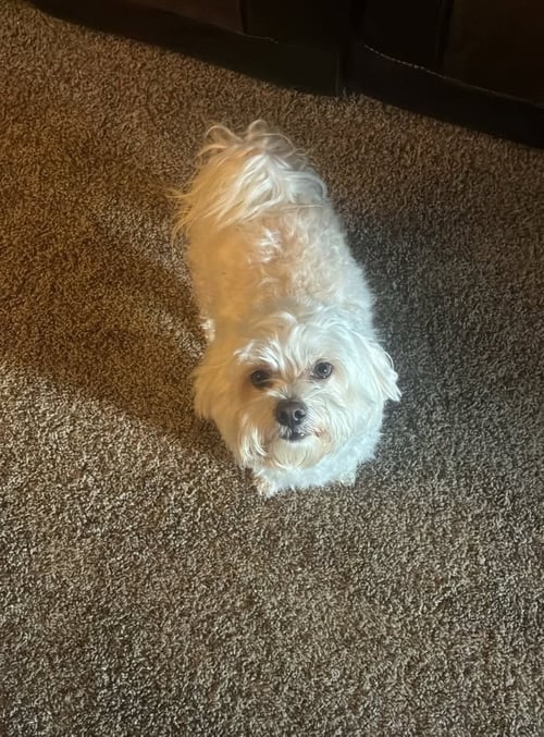 FOSTER ME - ROCKY - Maltese available for adoption