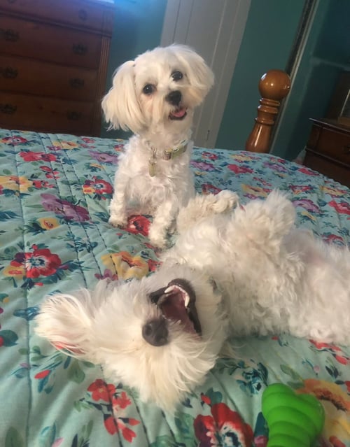 FOSTER ME - ROCKY - Maltese available for adoption
