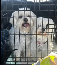 FOSTER ME - Rocky - Photo 3