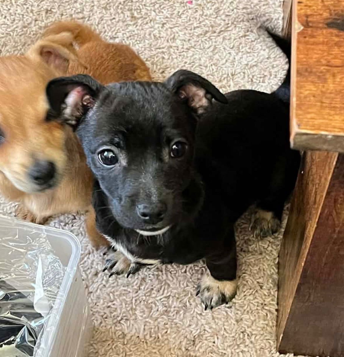 BLIZZARD - ADOPTION IN PROCESS - Chihuahua / Dachshund available for adoption