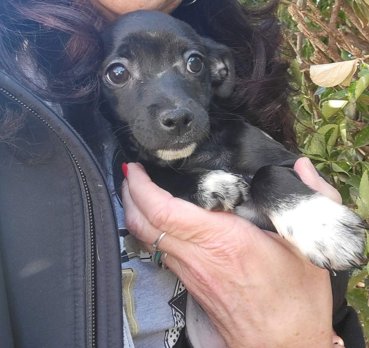 BLIZZARD - ADOPTION IN PROCESS - Chihuahua / Dachshund available for adoption