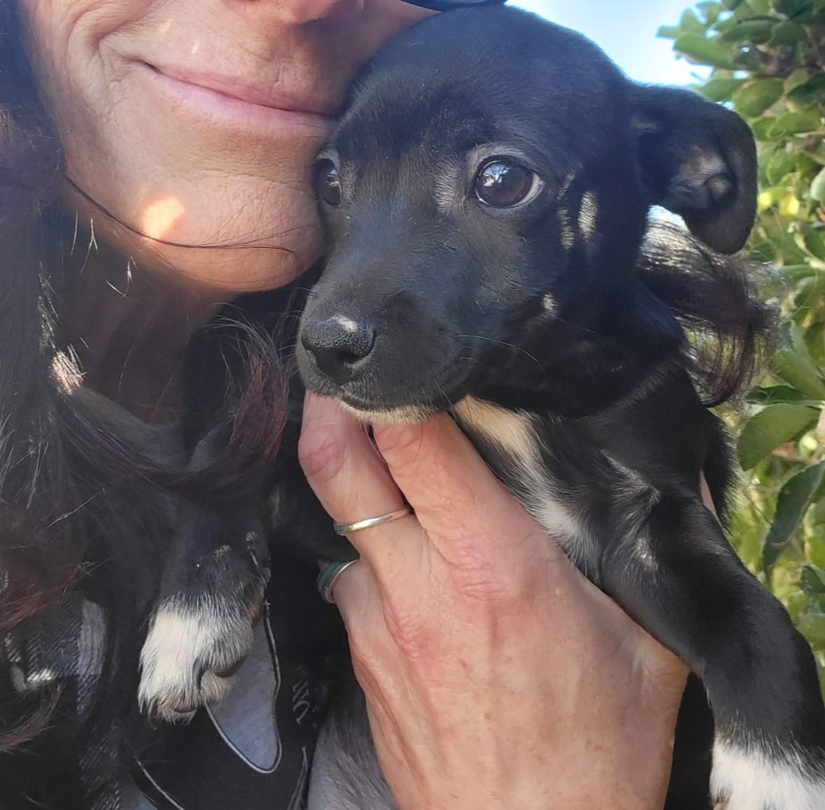 Blizzard - ADOPTION IN PROCESS - Photo 3