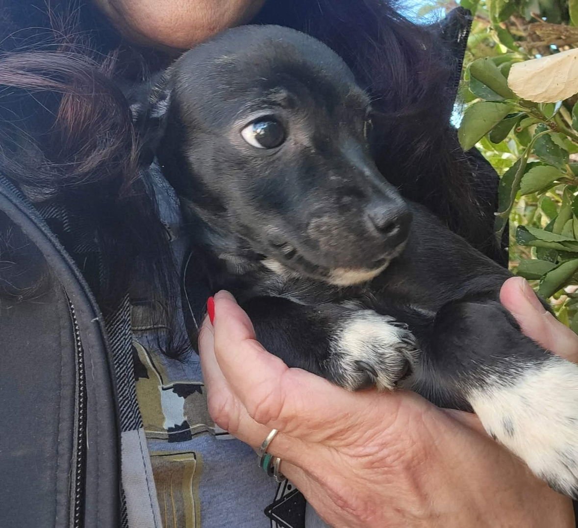 Blizzard - ADOPTION IN PROCESS - Photo 4