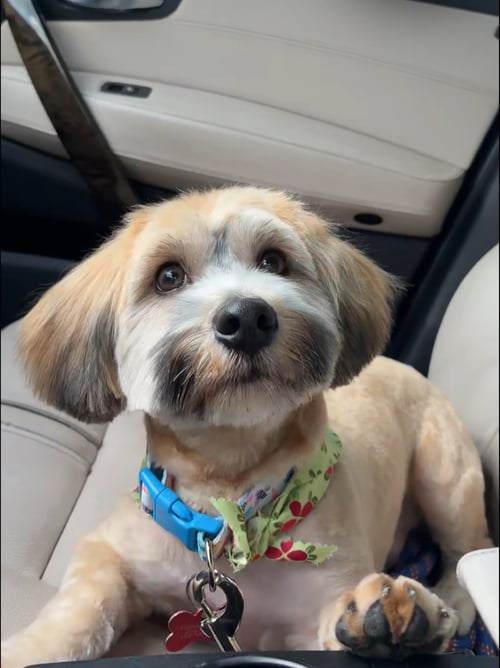 FINN - ADOPTION IN PROCESS