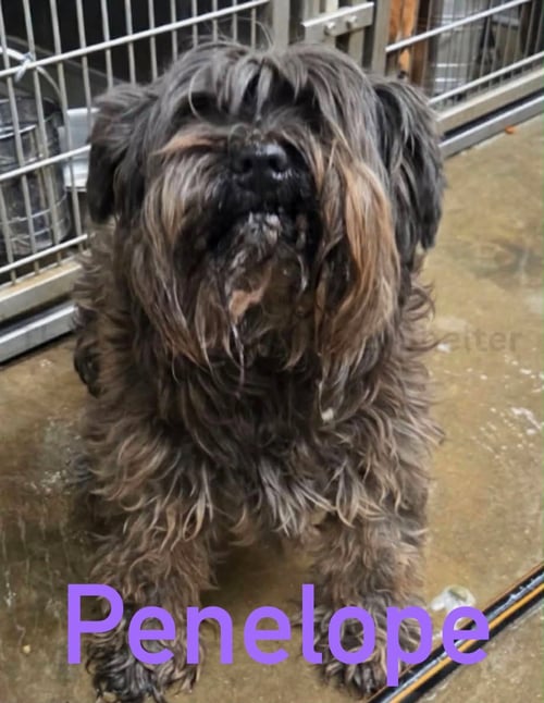 PENELOPE - Miniature Schnauzer for adoption in Milwaukee