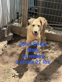John Snow - ADOPTION IN PROCESS - Photo 1
