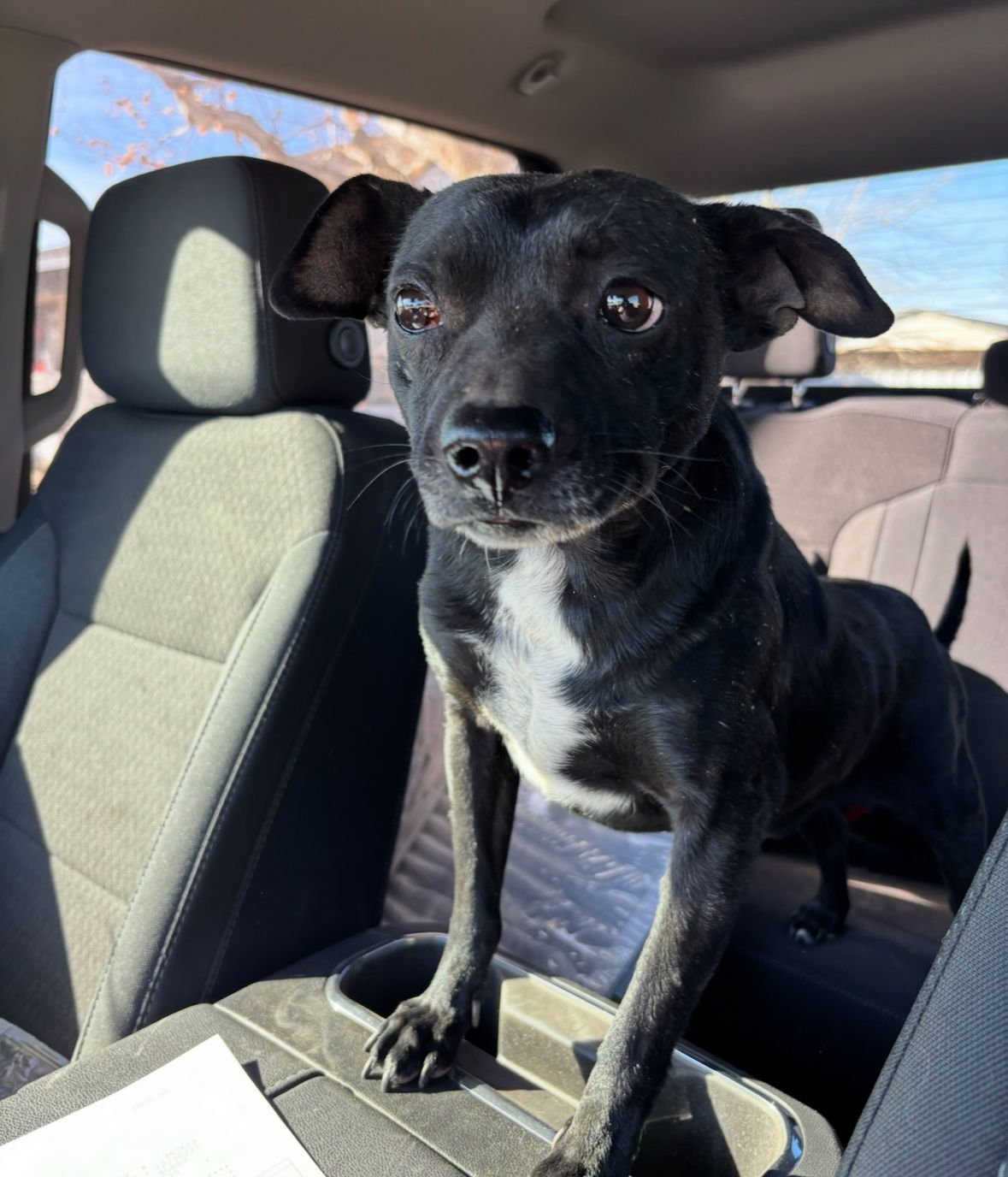 RANGO - Chihuahua available for adoption