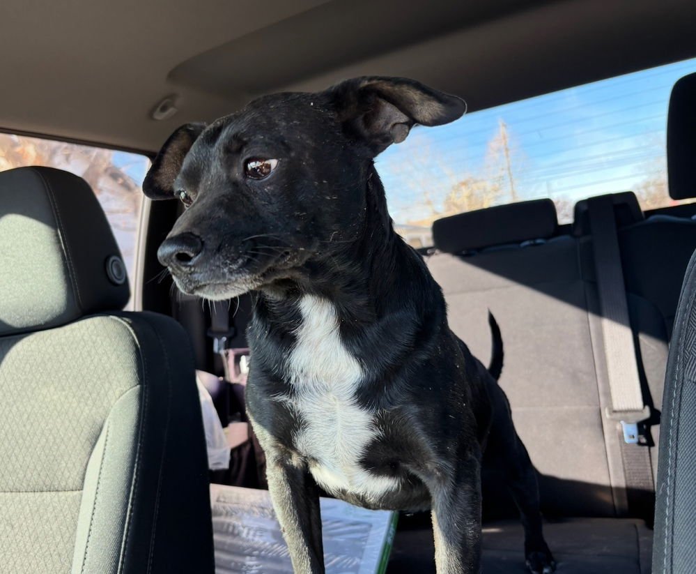 RANGO - Chihuahua available for adoption