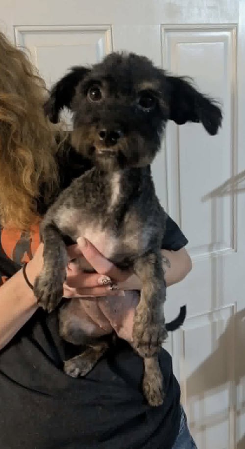 STRAWBERRY - ADOPTION IN PROCESS - Poodle (unknown type) / Schnauzer for adoption in Milwaukee