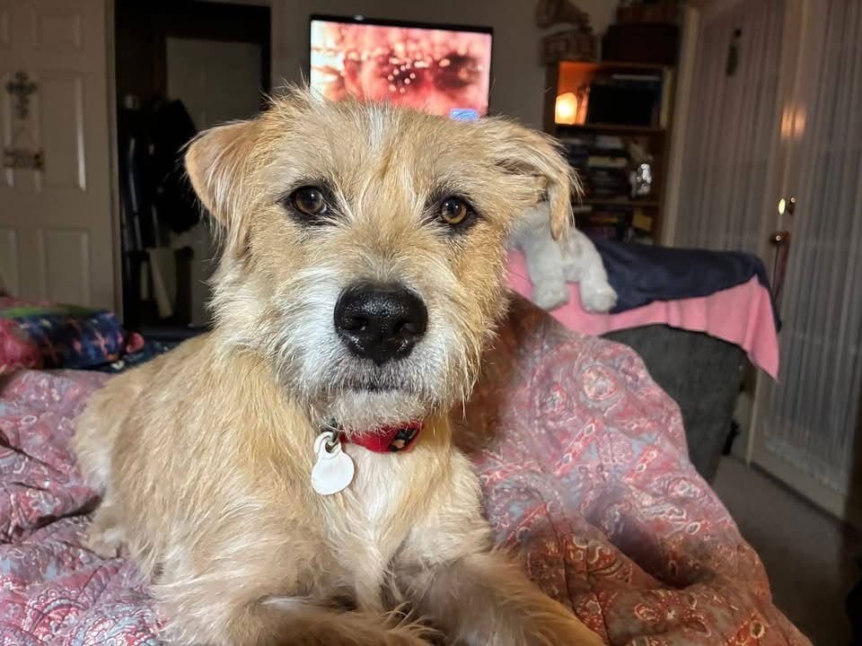 ROOMIE - ADOPTION IN PROCESS - Terrier available for adoption