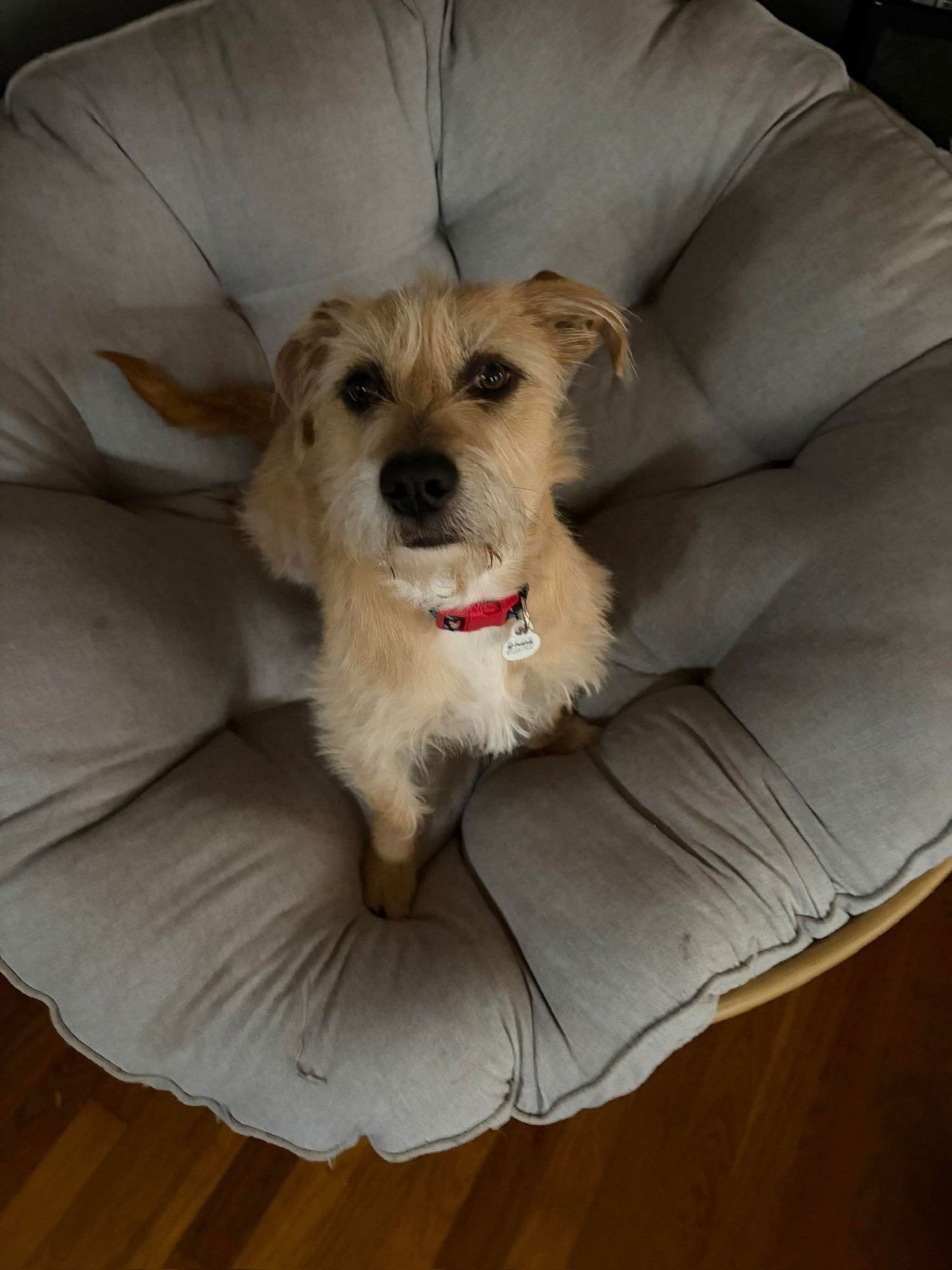 ROOMIE - ADOPTION IN PROCESS - Terrier available for adoption