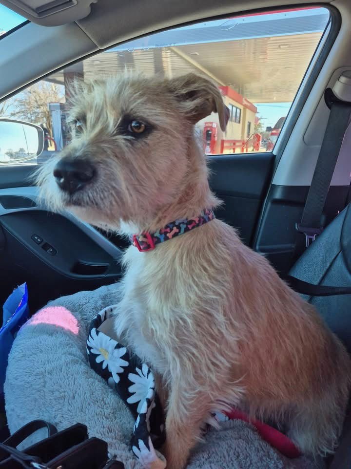 Roomie - ADOPTION IN PROCESS - Photo 4